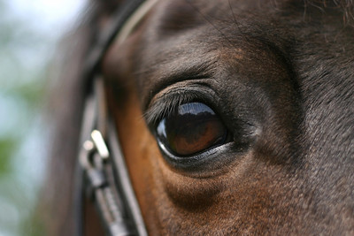 Bay Horse Eye Close Up