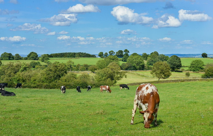 Cattle Farm