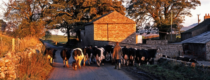 British Cattle Farmer