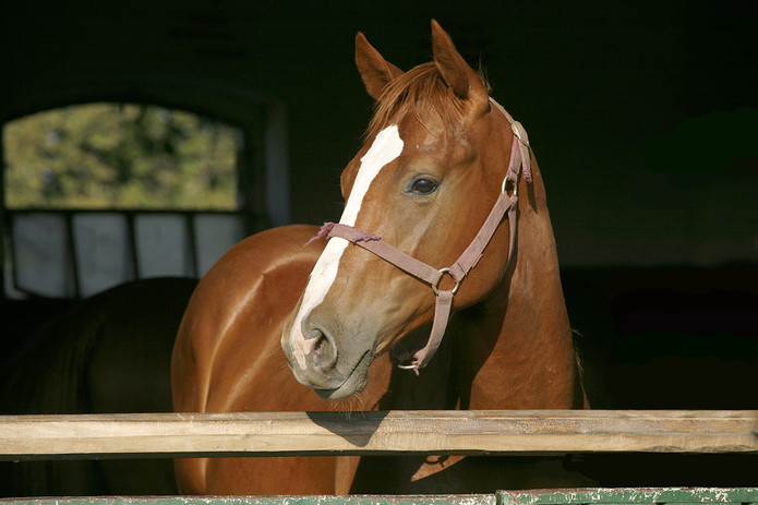 Chestnut Horse in Stable