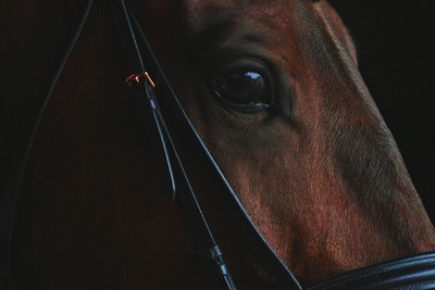 Dark Brown Horse Close Up Profile