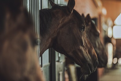 Dark Brown Horses in Stables