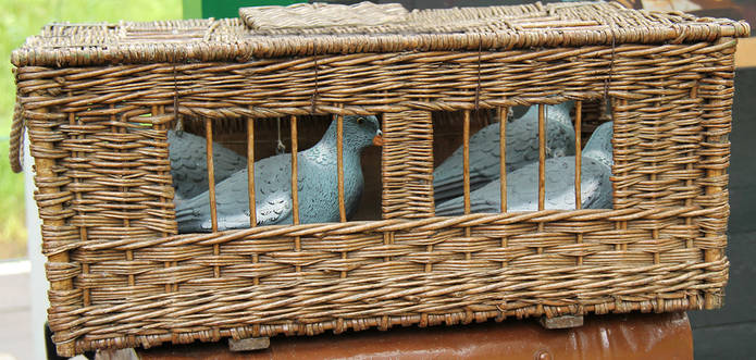Decoy Pigeons in Basket