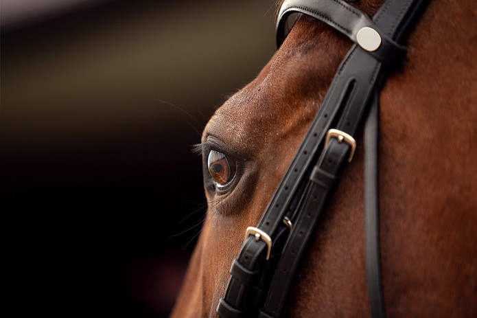 Eye of Dark Brown Horse Close Up