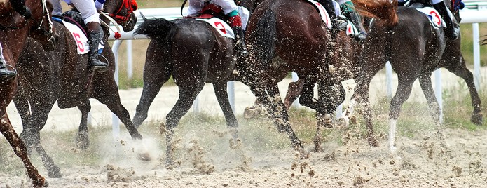 Field of Racehorses Kicking Up Sand
