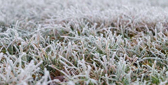 Frost Covered Blades of Grass