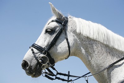 Grey Horse Wearing Bridle