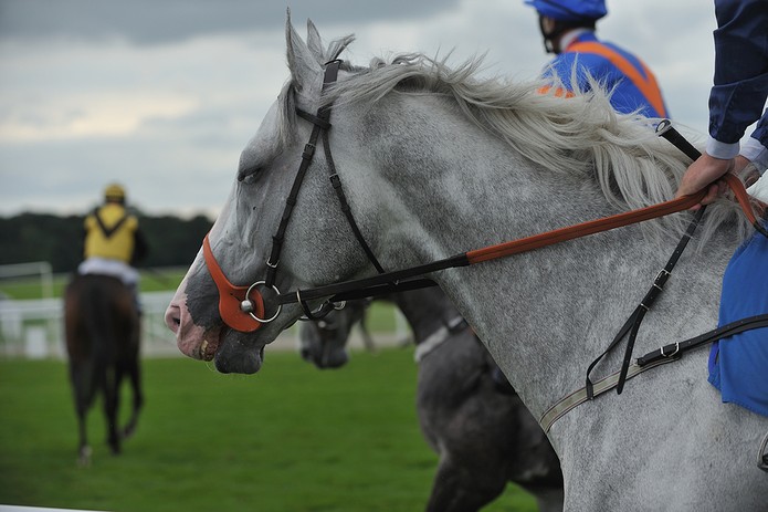 Grey Racehorse