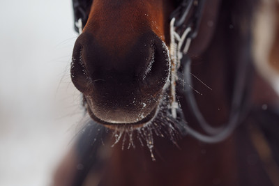 Horse's Muzzle with Frost