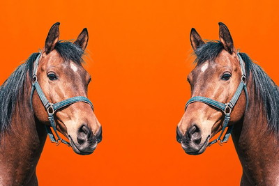 Horse Portrait Mirror Image Orange Background