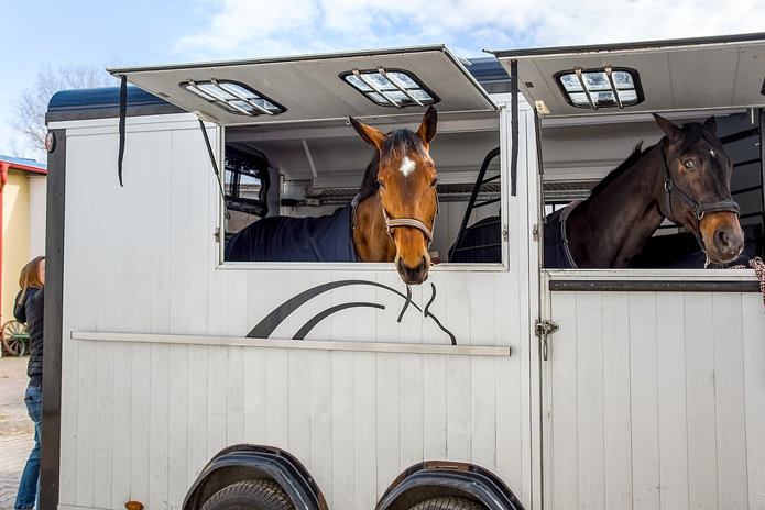 Horse Transport