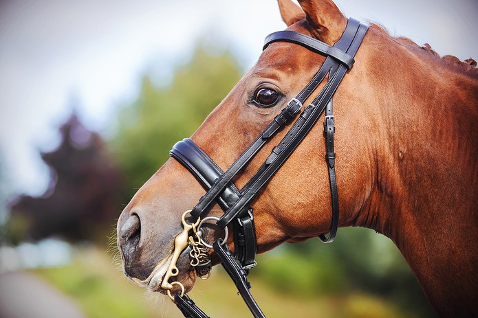 Horse Wearing Bridle