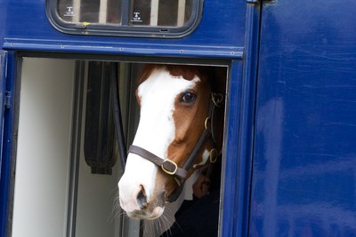 Horse in Transporter at Cheltenham