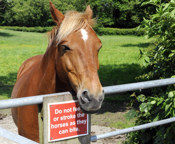 Horse with Biting Sign