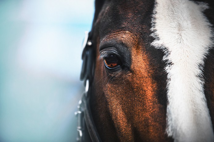 Horse with White Blaze Close Up