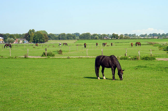 Horses Grazing in Field