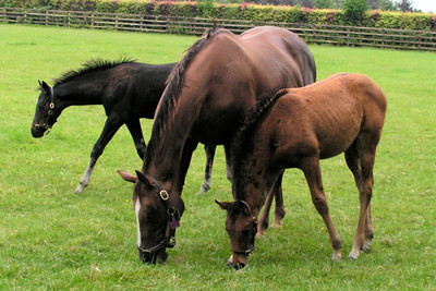 Irish Horses in Field
