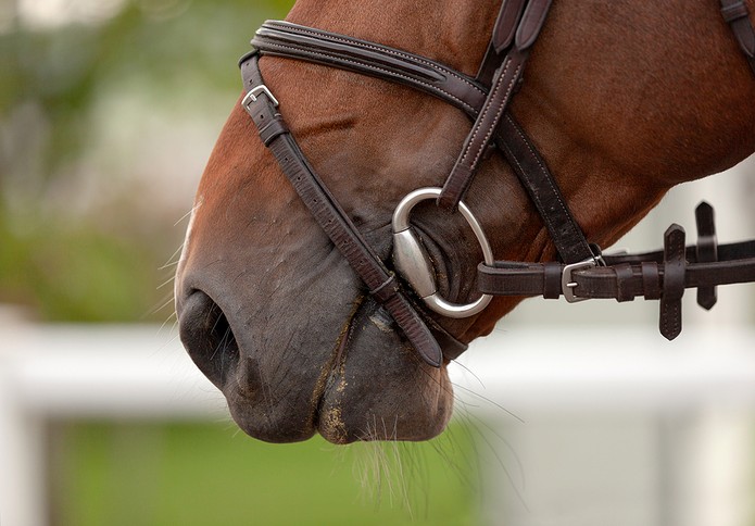 Mouth of Chestnut Horse with Bridle