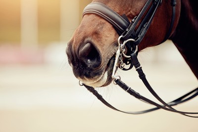 Nose of Racehorse Wearing Bridle