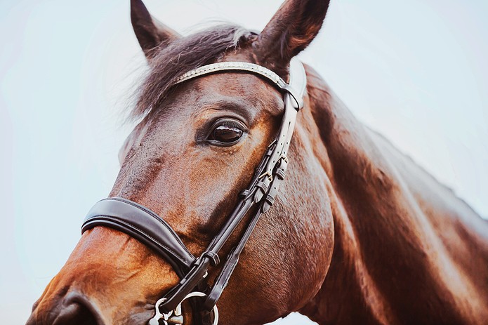 Portrait of Bay Horse with Black Leather Bridle