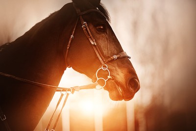 Portrait of Horse Against Sunset