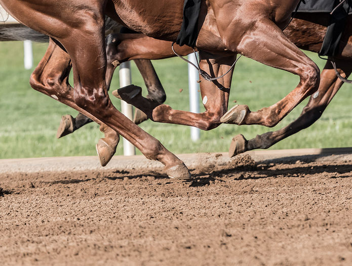 Racehorse Legs on Sand