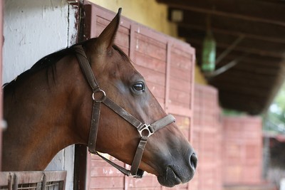Racehorse Looking Out of Stable Door