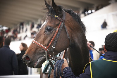 Racehorse in Paddock