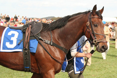 Racehorse in Parade Ring