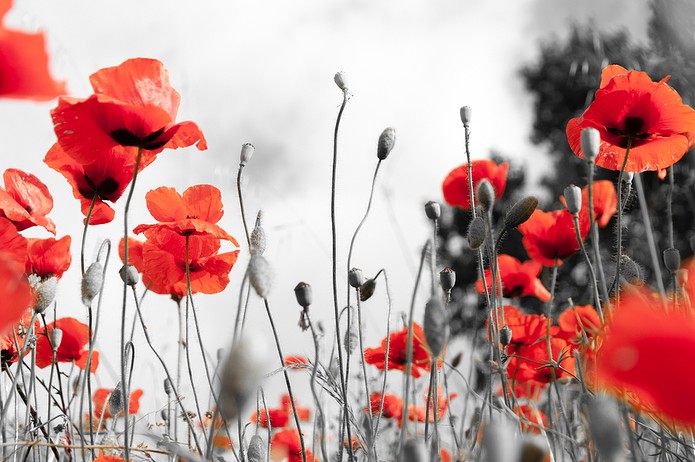 Red Poppies Against Black and White Field