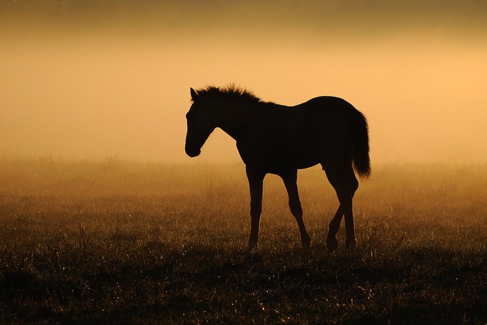 Silhouette of Foal at Dawn