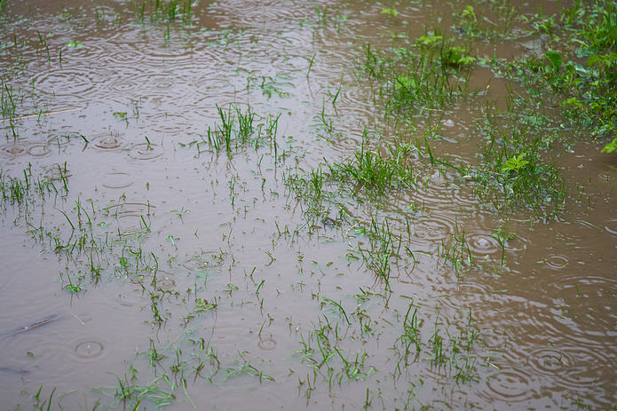 Waterlogged Grass